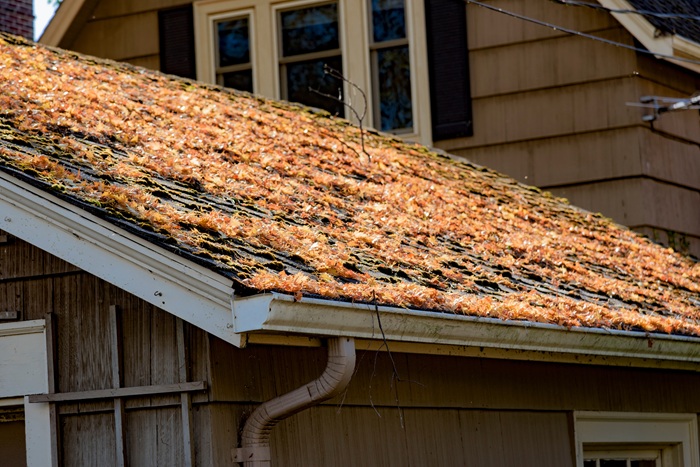 A roof with leaves, algae, and other debris on top of it and in the gutters.